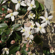 Clematis armandii - Apple Blossom 100cm (Evergreen and Fragrant) -