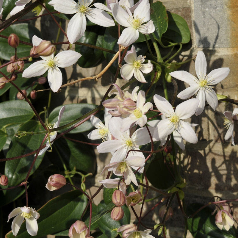 Clematis armandii - Apple Blossom 100cm (Evergreen and Fragrant) -