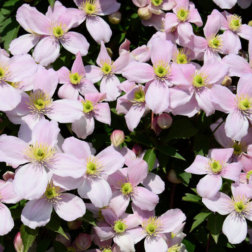 Clematis montana 'Pink Perfection' 60cm -