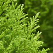 Goldcrest Conifer 'Wilma' (4 sizes available) -