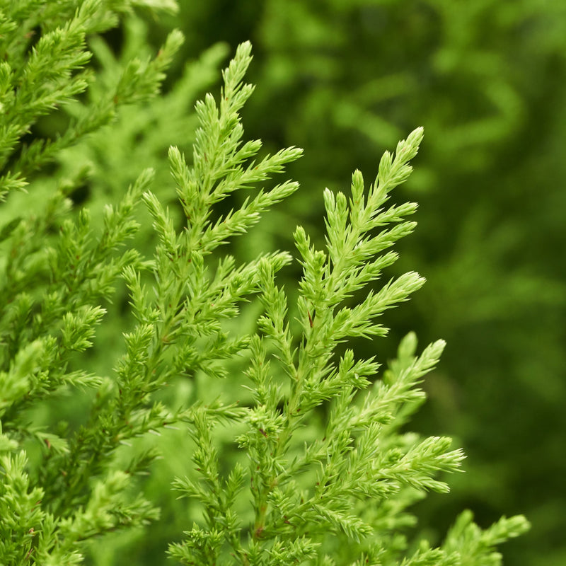 Goldcrest Conifer 'Wilma' (4 sizes available) -
