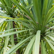 Cordyline australis Peko - Green (3 sizes available) - Home & Garden