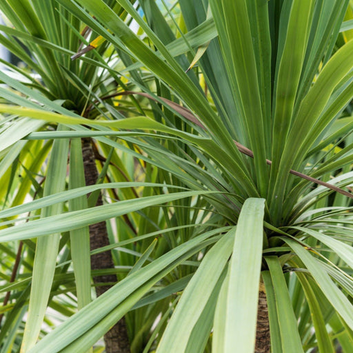 Cordyline australis Peko - Green (3 sizes available) - Home & Garden