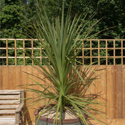 Cordyline australis Green | 1m-1.2m -