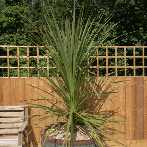 Cordyline australis Green | 1m-1.2m -