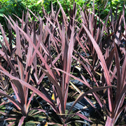 Cordyline australis 'Red Star' (3 sizes available) -