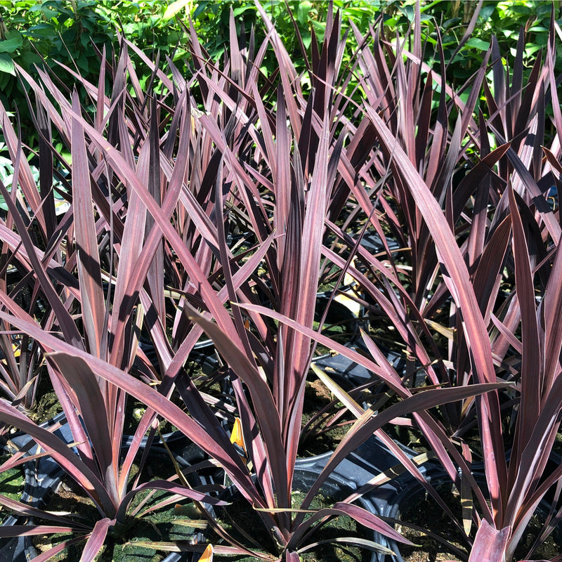 Cordyline australis 'Red Star' (3 sizes available) -