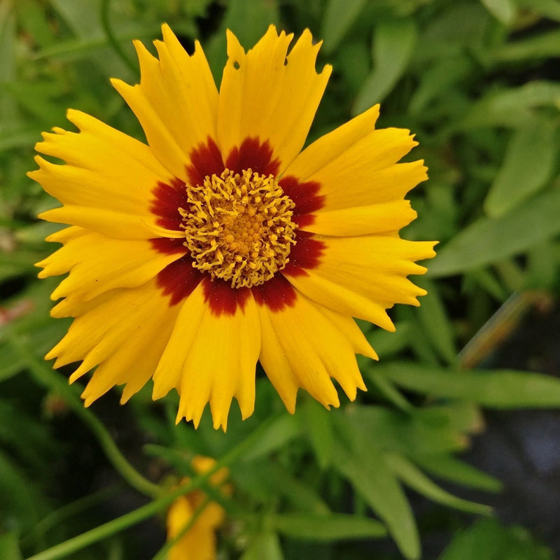 Coreopsis grandiflora Sunfire 9cm/1.5L -