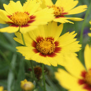 Coreopsis Sunkiss 9cm/1.5L -