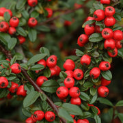 Cotoneaster x suecicus 'Coral Beauty' -