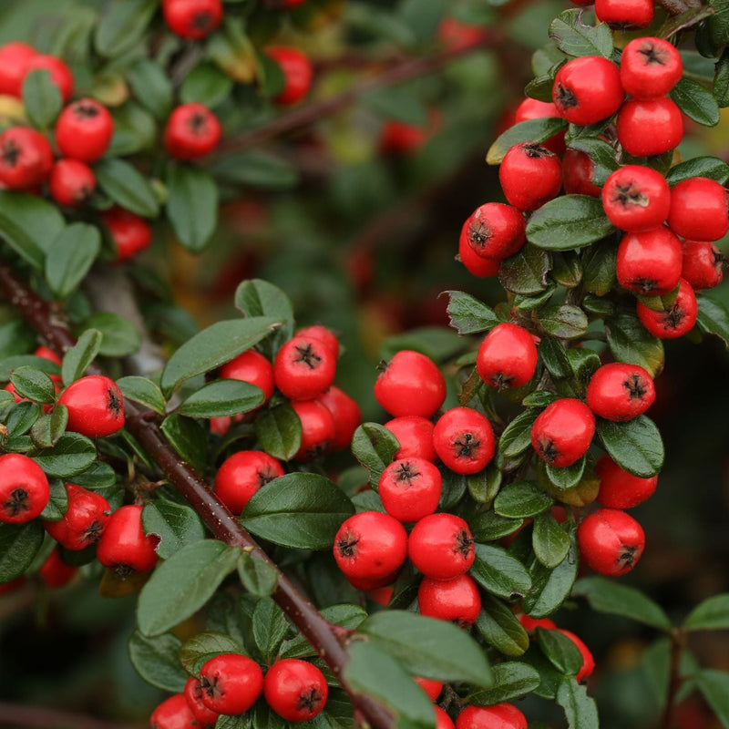 Cotoneaster x suecicus 'Coral Beauty' -