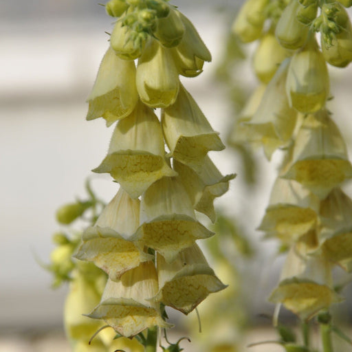 Digitalis grandiflora 'Carillon' Dwarf Foxglove 9cm -