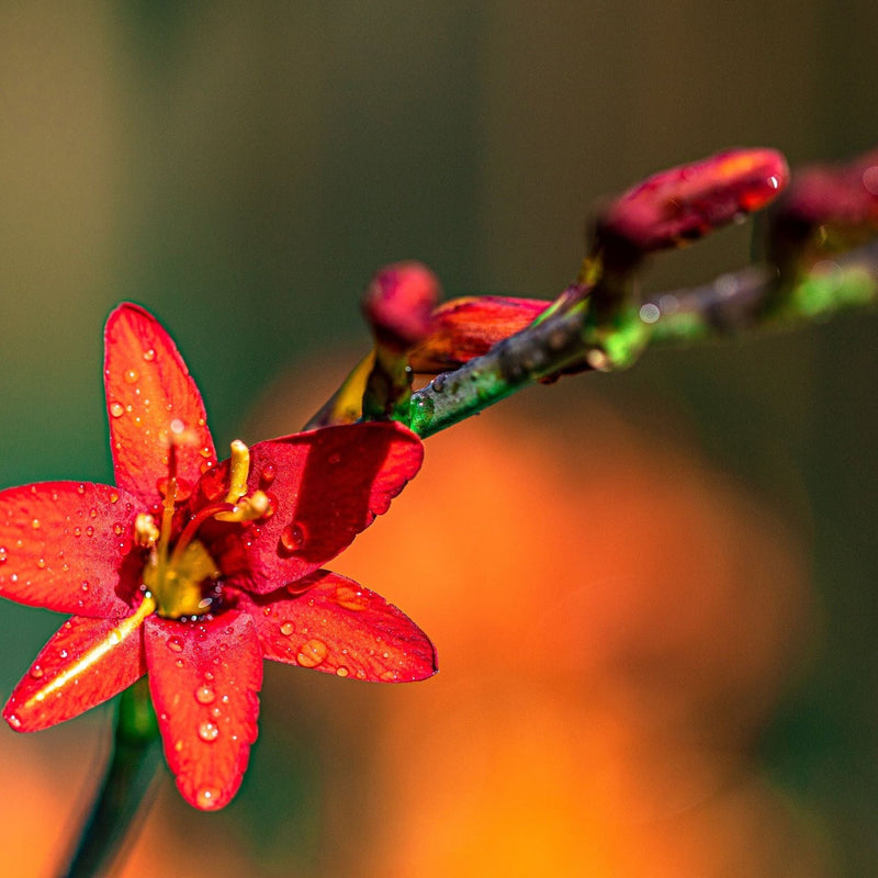 Crocosmia x crocosmiiflora Babylon 9cm -
