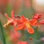 Crocosmia 'Carmine Brilliant' 9cm/2L -