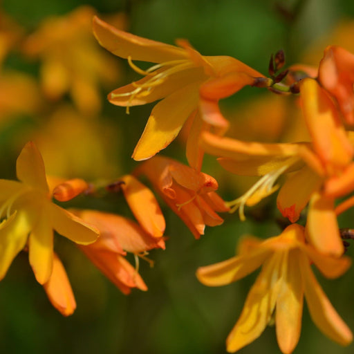 Crocosmia × crocosmiiflora 'George Davidson' 9cm -