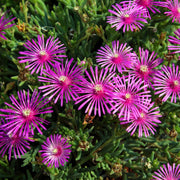Delosperma Cooperi 9cm -