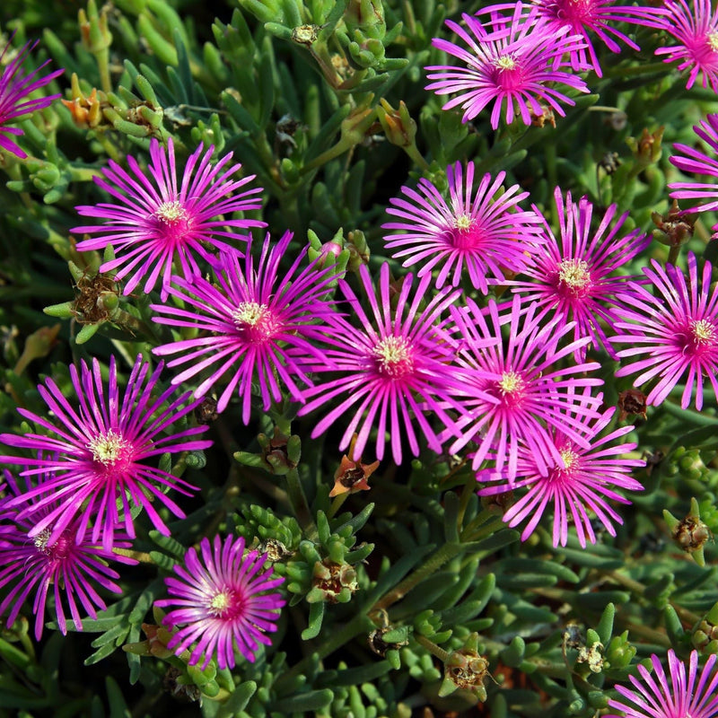 Delosperma Cooperi 9cm -