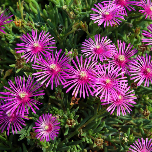 Delosperma Cooperi 9cm -