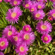 Delosperma 'Jewel of Dessert Candystone' 2L -
