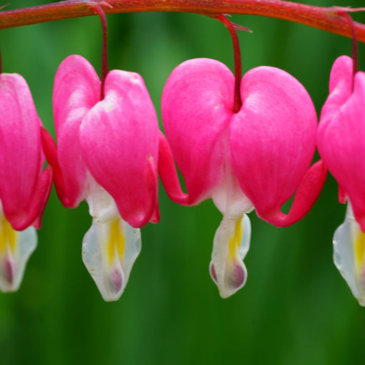 Dicentra Spectabilis 'Bleeding Heart' Pink (6cm - 2L) -