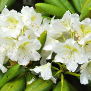 Rhododendron Dwarf White ‘Dora Amateis’ 2L -