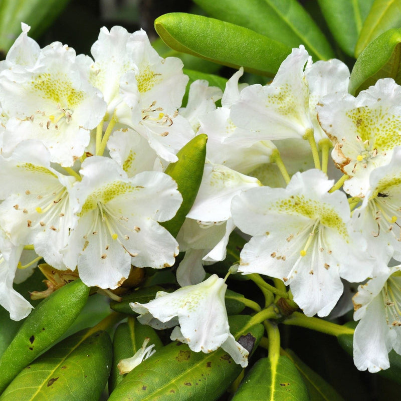 Rhododendron Dwarf White ‘Dora Amateis’ 2L -