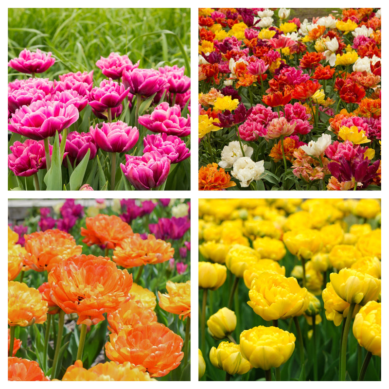 Tulip Double Early Mixed (4 Bulbs) -