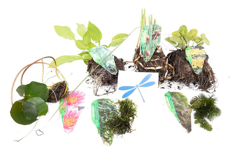 Premium Pond Starter Packs - Pond topup Packs - Oxygenating - Compost and Pots