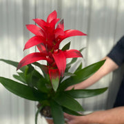 Guzmania amaretto - Red -