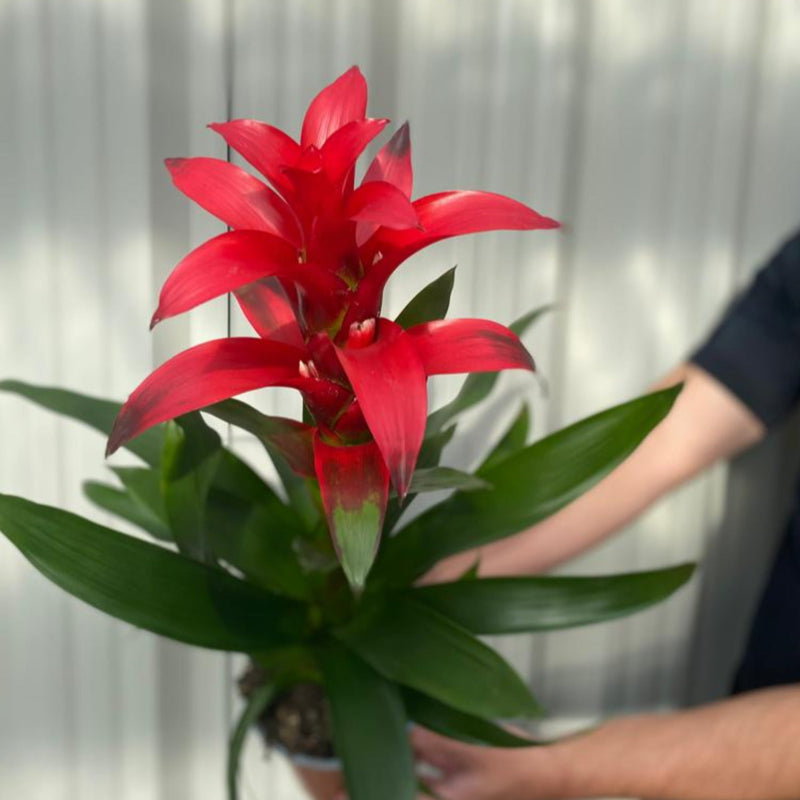Guzmania amaretto - Red -