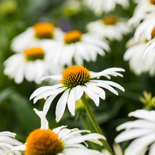 Echinacea purpurea 'PowWow' White 1.5L -