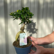 Ficus Ginseng 35-45cm -