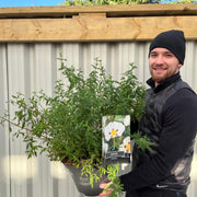 Cistus x Florentinus Rock Rose 10L -