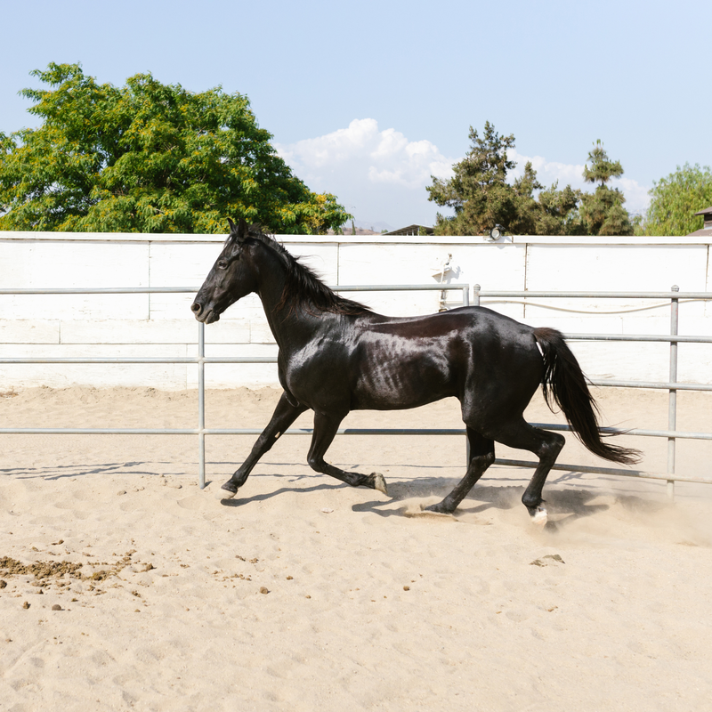 Equestrian Sand - Home & Garden > Lawn & Garden > Gardening > Sands & Soils > Sand Equestrian Sand