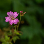 Erodium 'Bishops Form' 9cm -