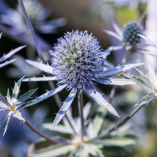 Eryngium 'Blue Hobbit' 9cm / 2L -