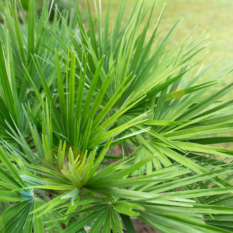 Chamaerops humilis - Hardy Fan Palm (2 Sizes Available) -