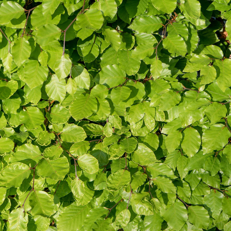 Fagus - Beech Hedging (10 Plants) -