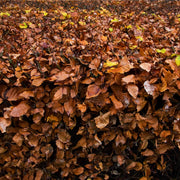 Fagus - Beech Hedging (10 Plants) -
