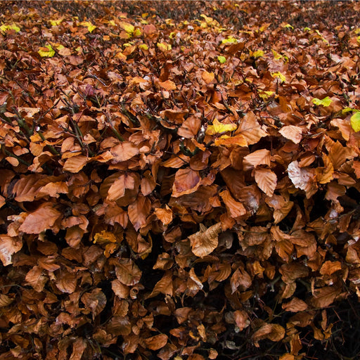 Fagus - Beech Hedging (10 Plants) -