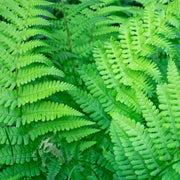 Established Dryopteris Fern - 10L -