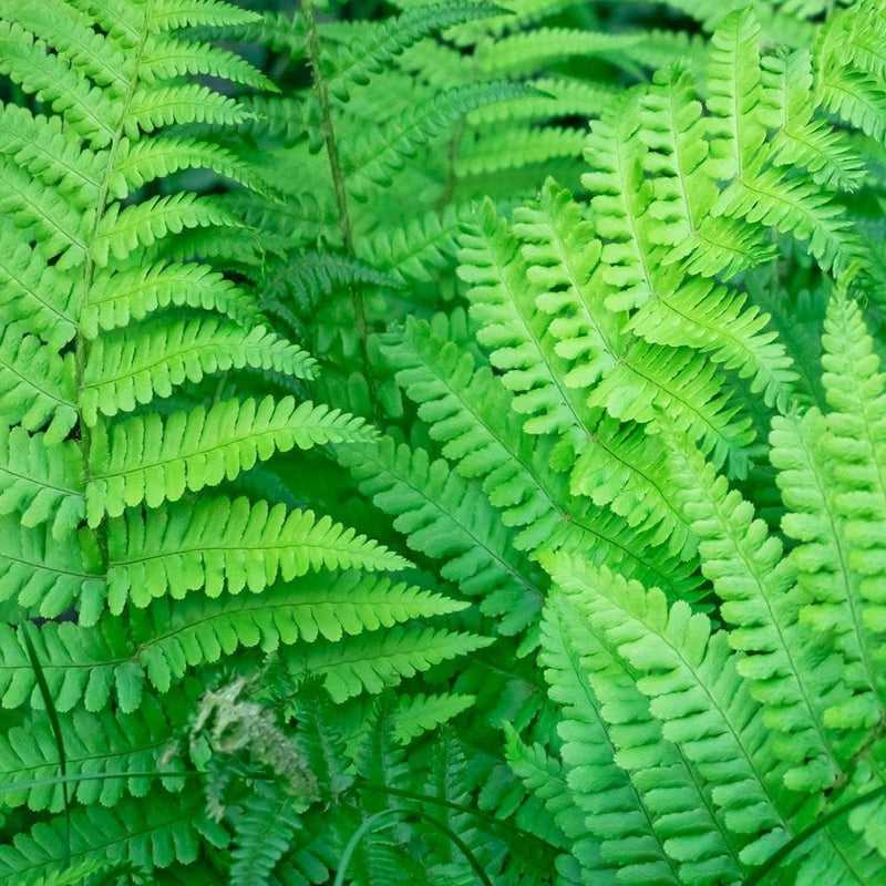 Established Dryopteris Fern - 10L -