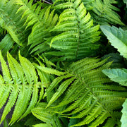 Ferns Polystichum (11cm Growers Pot) -