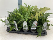 Mix of 3 Ferns 11cm / 2L / 3L -