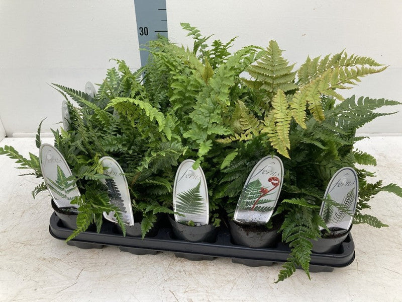 Mix of 3 Ferns 11cm / 2L / 3L -