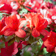 Azalea Japonica 'Fete des Meres' 2L -
