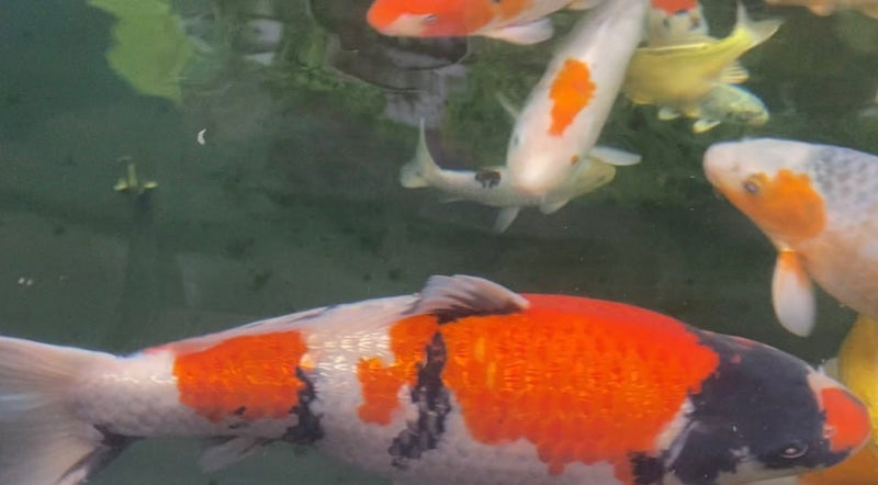 Apex Fiberglass Pond Kits - Double Layer 450g Matting in 4 Stunning Colors for Long-Lasting Beauty