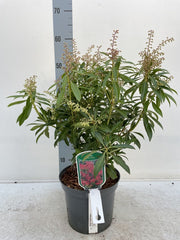 Pieris japonica Forest Flame (2 sizes available) -