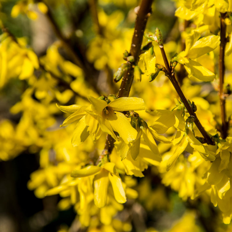 Forsythia x intermedia 'Mikador' 5L -