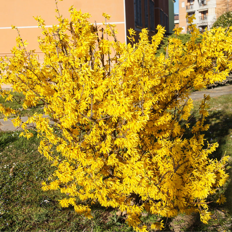 Forsythia x intermedia 'Mikador' 5L -